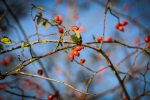 fotky-podzim-sipky-priroda-ptaci-01