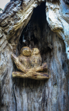 drevorezba-carving-wood-drevo-sovy-obora-hukvaldy-radekzdrazil-01